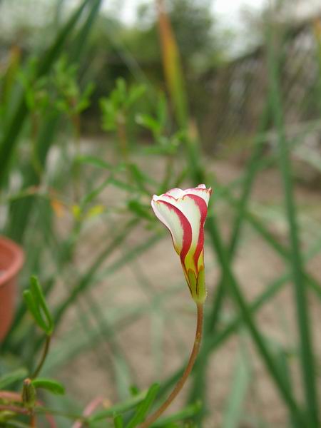 ż�Ļ���ż��Ժ��