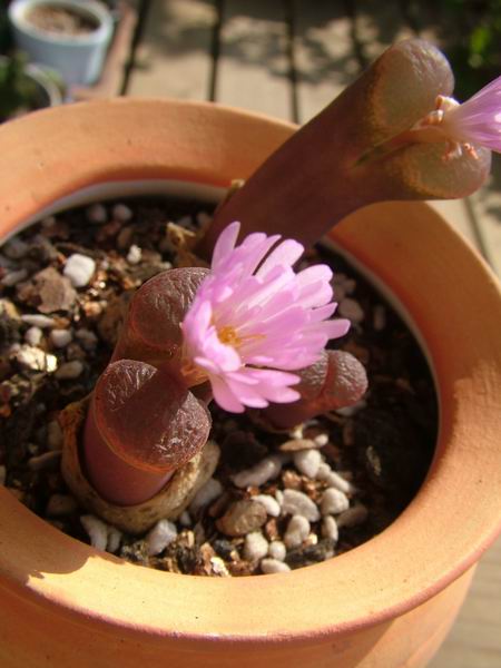 ż�Ļ���ż��Ժ��