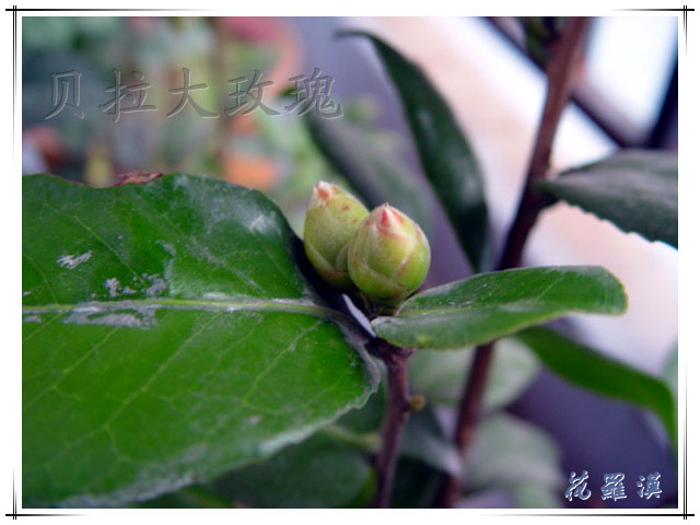 �軨-��������Ҳ����