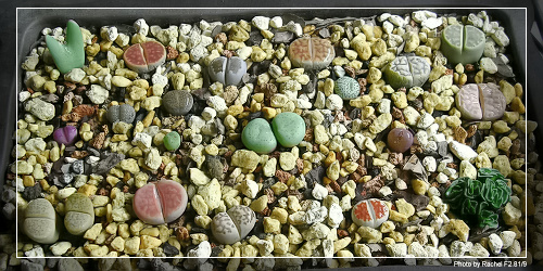 [ʯͷ�γ�ƪ��ֲ��¼]P12�³�Ա���ϼһ�Ľ�����