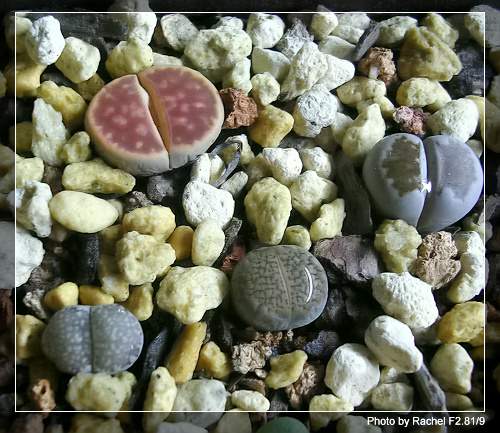 [ʯͷ�γ�ƪ��ֲ��¼]P12�³�Ա���ϼһ�Ľ�����