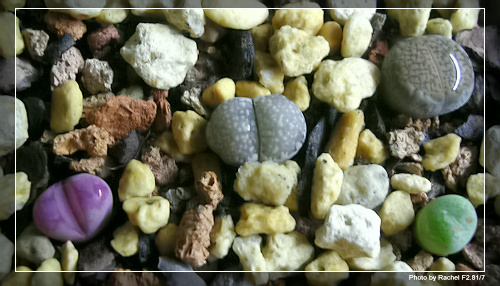 [ʯͷ�γ�ƪ��ֲ��¼]P12�³�Ա���ϼһ�Ľ�����