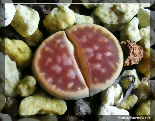 [ʯͷ�γ�ƪ��ֲ��¼]P12�³�Ա���ϼһ�Ľ�����