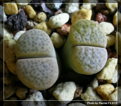 [ʯͷ�γ�ƪ��ֲ��¼]P12�³�Ա���ϼһ�Ľ�����