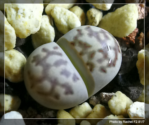 [ʯͷ�γ�ƪ��ֲ��¼]P12�³�Ա���ϼһ�Ľ�����