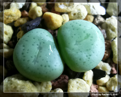 [ʯͷ�γ�ƪ��ֲ��¼]P12�³�Ա���ϼһ�Ľ�����