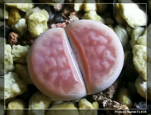 [ʯͷ�γ�ƪ��ֲ��¼]P12�³�Ա���ϼһ�Ľ�����