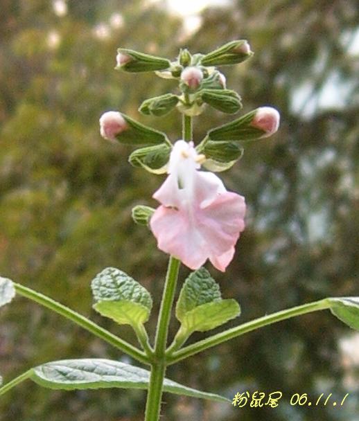 С�������ڳɳ����ﲥ�ĵ�һ�仨��������P25��