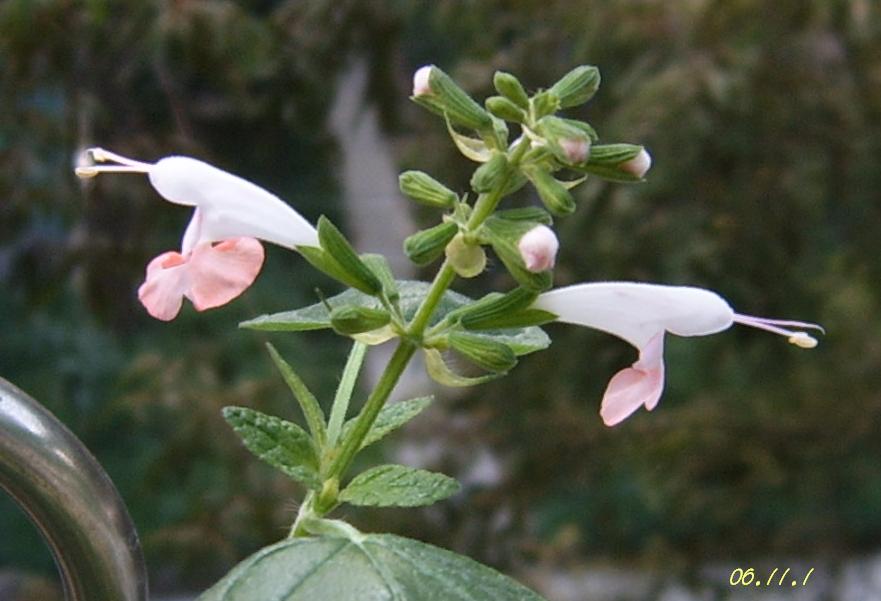 С�������ڳɳ����ﲥ�ĵ�һ�仨��������P25��