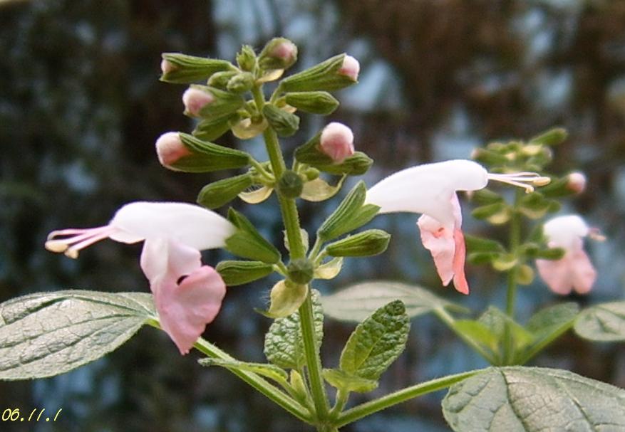 С�������ڳɳ����ﲥ�ĵ�һ�仨��������P25��