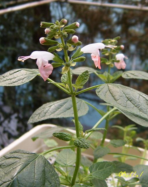 С�������ڳɳ����ﲥ�ĵ�һ�仨��������P25��