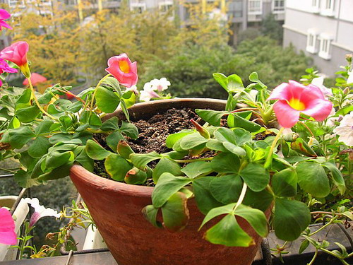 ܽ�������ݿ���