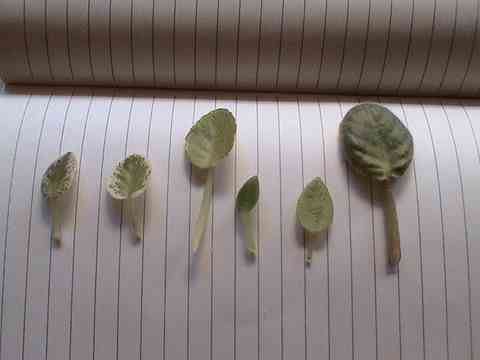 ����,̫Ư����.