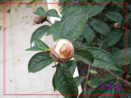 �Ҽ������е�,�����е�,�������еĲ軨:1¥��Ʒ������