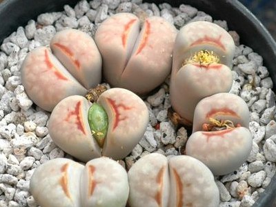 ʯͷƷ��ͼ�ס����޹���ɽ����ͼ��ֹ����