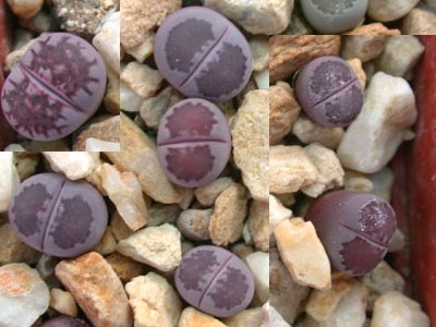 ʯͷƷ��ͼ�ס����޹���ɽ����ͼ��ֹ����