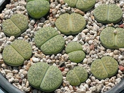 ʯͷƷ��ͼ�ס����޹���ɽ����ͼ��ֹ����