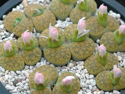 ʯͷƷ��ͼ�ס����޹���ɽ����ͼ��ֹ����