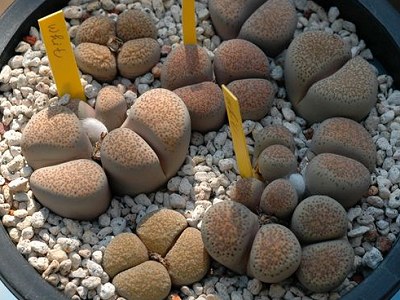 ʯͷƷ��ͼ�ס����޹���ɽ����ͼ��ֹ����