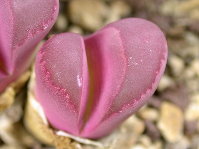 ʯͷƷ��ͼ�ס����޹���ɽ����ͼ��ֹ����