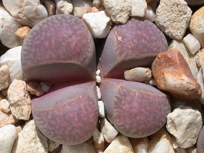 ʯͷƷ��ͼ�ס����޹���ɽ����ͼ��ֹ����