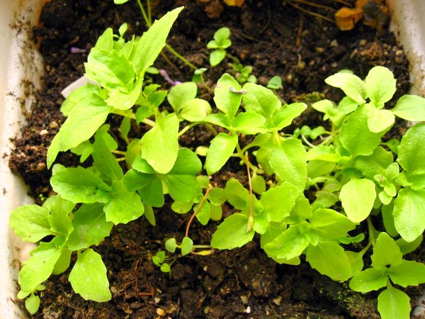 �ҵ�һЩС��(��������)