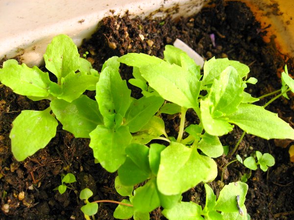 �ҵ�һЩС��(��������)