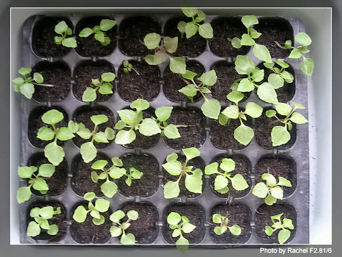 [�ܼ�]�aRachel�ﲥ���֡���P15����+��ϲ��һ�ܣ�