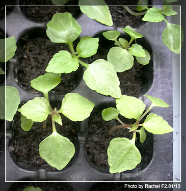 [�ܼ�]�aRachel�ﲥ���֡���P15����+��ϲ��һ�ܣ�