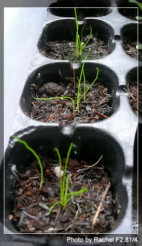 [�ܼ�]�aRachel�ﲥ���֡���P15����+��ϲ��һ�ܣ�