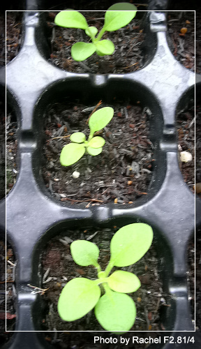 [�ܼ�]�aRachel�ﲥ���֡���P15����+��ϲ��һ�ܣ�