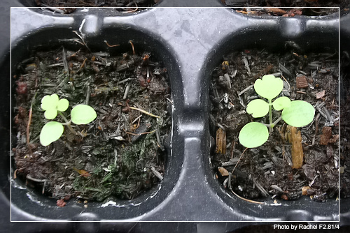 [�ܼ�]�aRachel�ﲥ���֡���P15����+��ϲ��һ�ܣ�