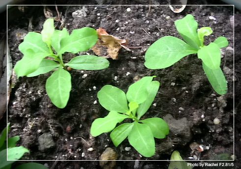 [�ܼ�]�aRachel�ﲥ���֡���P19��ϣ����21���ܼ�