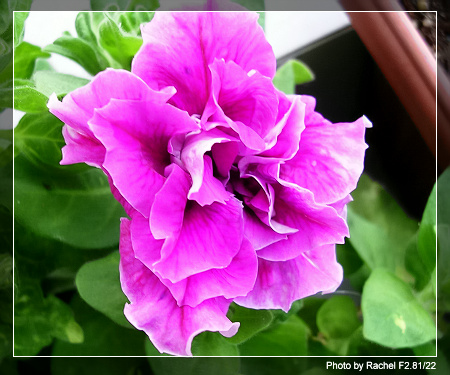 [�ܼ�]�aRachel�ﲥ���֡���P19��ϣ����21���ܼ�