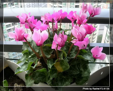 [�ܼ�]�aRachel�ﲥ���֡���P19��ϣ����21���ܼ�