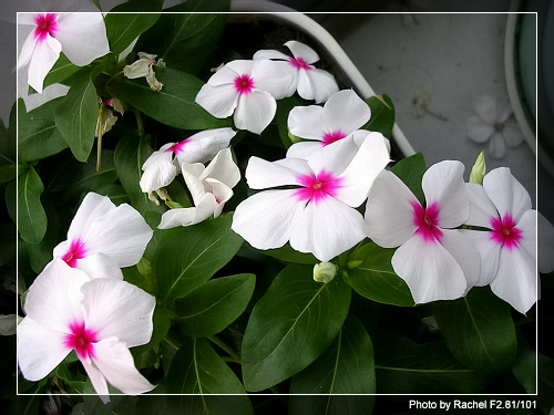 [�ܼ�]�aRachel�ﲥ���֡���P19��ϣ����21���ܼ�