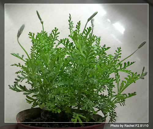 [�ܼ�]�aRachel�ﲥ���֡���P19��ϣ����21���ܼ�