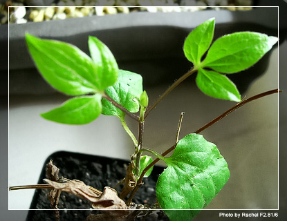 [�ܼ�]�aRachel�ﲥ���֡���P19��ϣ����21���ܼ�