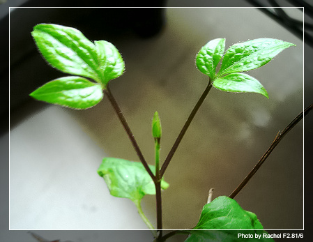 [�ܼ�]�aRachel�ﲥ���֡���P19��ϣ����21���ܼ�