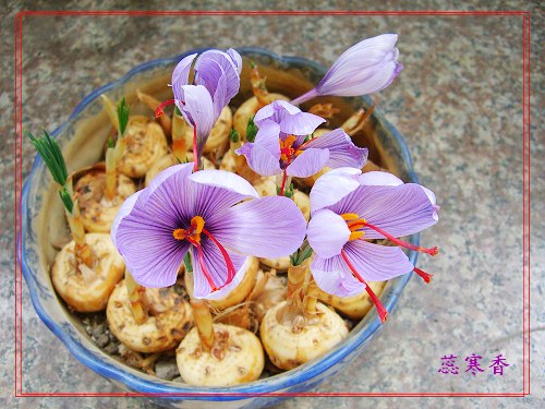 ������!P19�ɷŵ���ͷ���ڿ쿪��