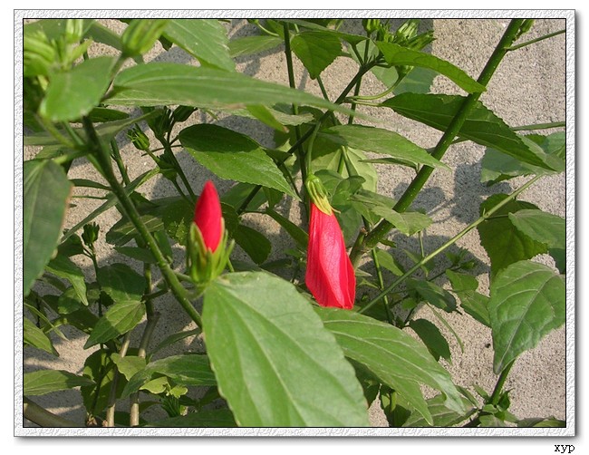 ��ɣ����