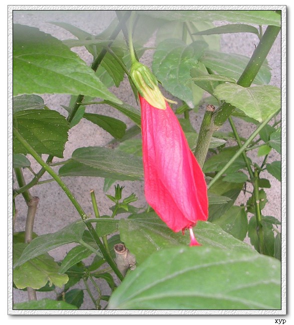 ��ɣ����