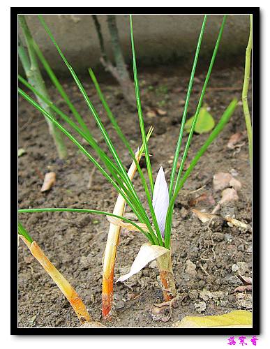 ������!�У�������ʼչҶ�Ĳغ컨