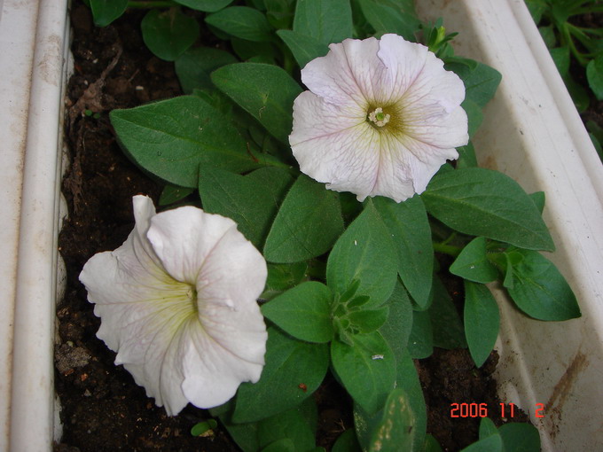 9��5�Ų���ţ���쿪�ˣ���+Ƭ��