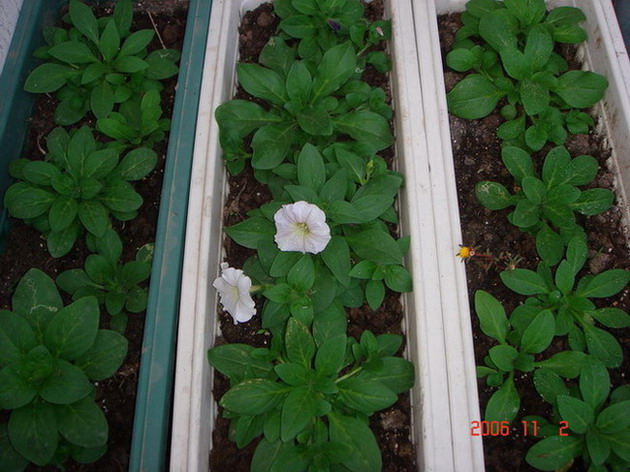 9��5�Ų���ţ���쿪�ˣ���+Ƭ��