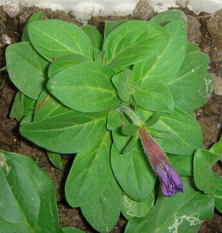 9��5�Ų���ţ���쿪�ˣ���+Ƭ��