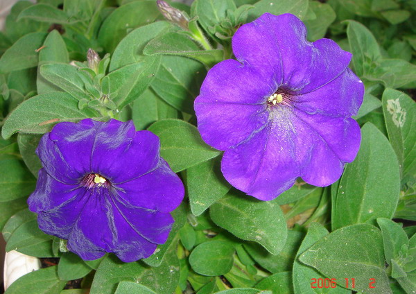 9��5�Ų���ţ���쿪�ˣ���+Ƭ��