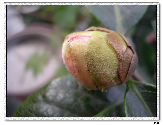 �軨-��������Ҳ����