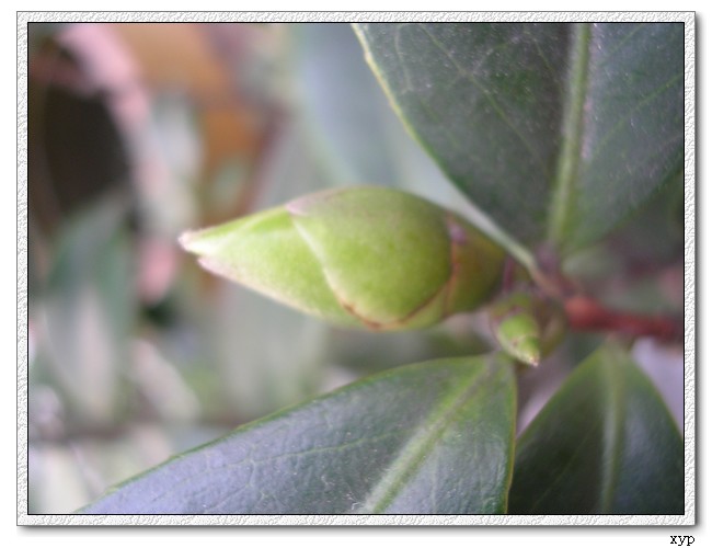 �軨-��������Ҳ����