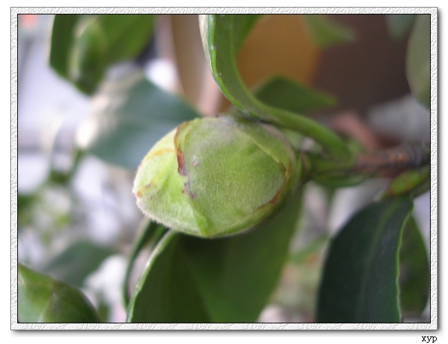 �軨-��������Ҳ����